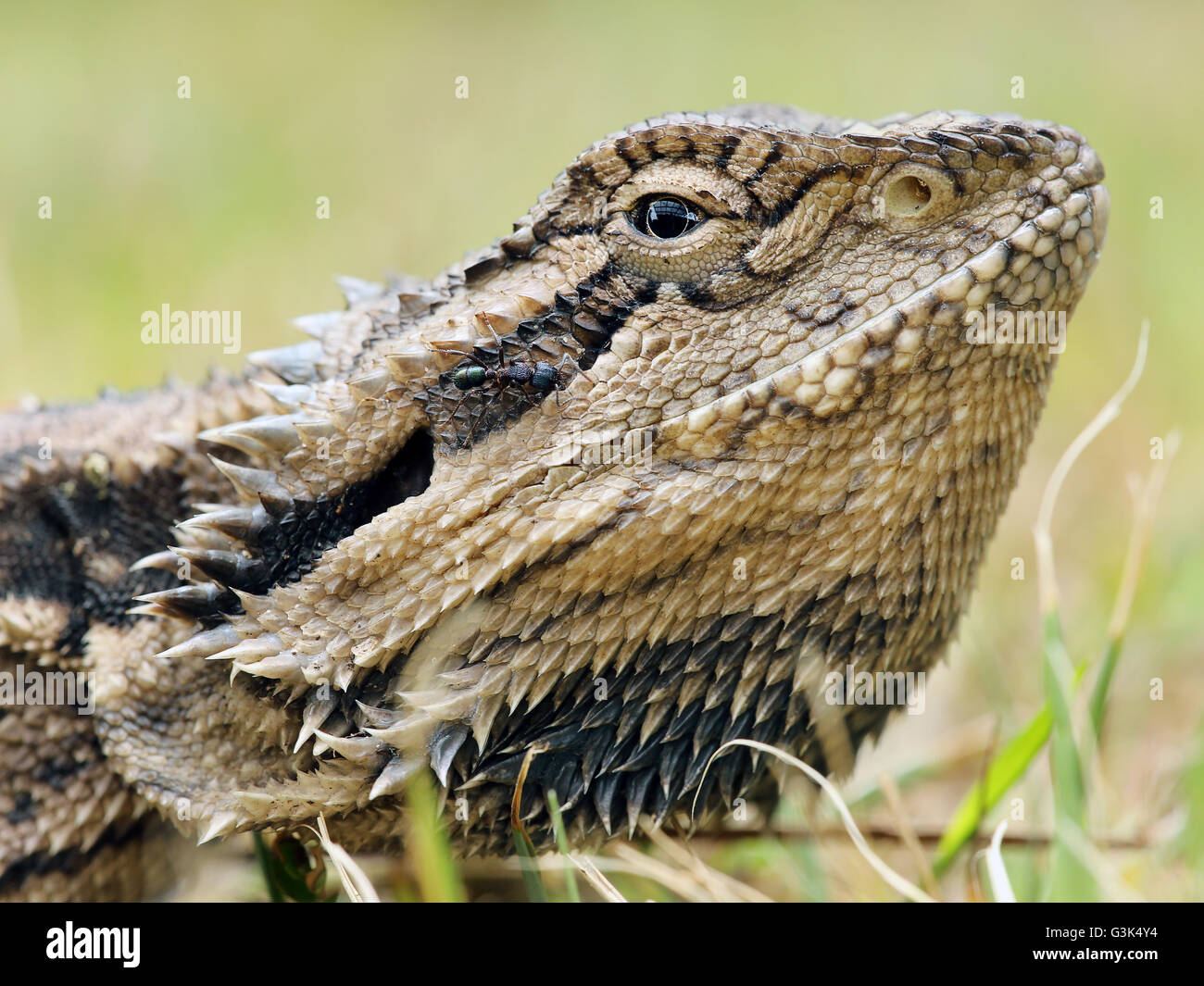 Eastern Bearded Dragon - Pogona barbata Stock Photo