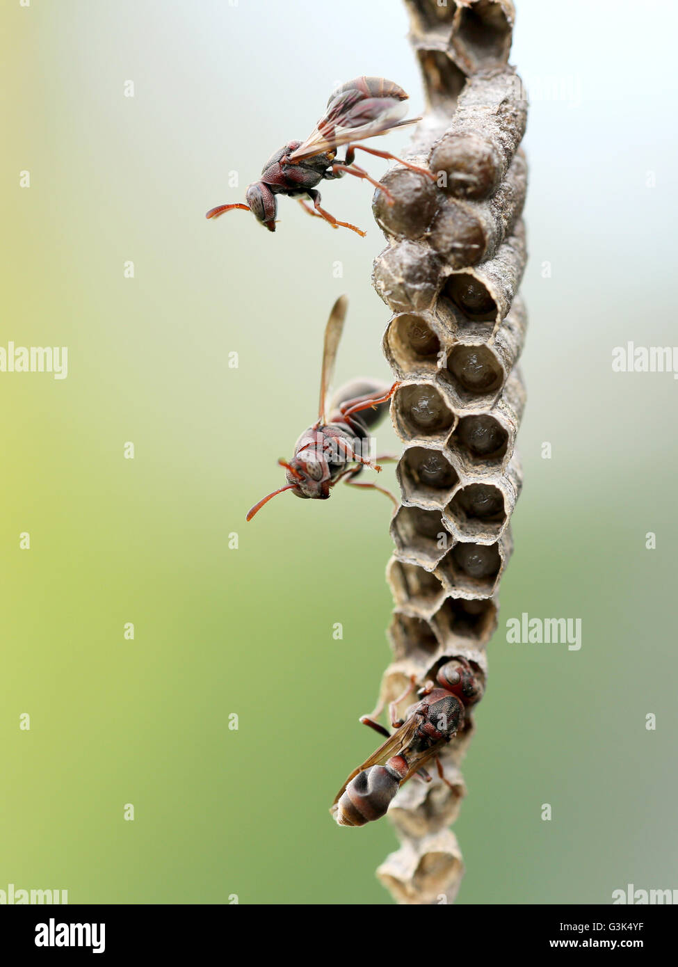 Tip 97+ about paper wasps australia best NEC