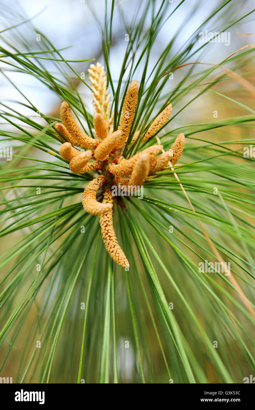 Long-Leaf Pine (Pinus palustris) Pollen Sacs Stock Photo