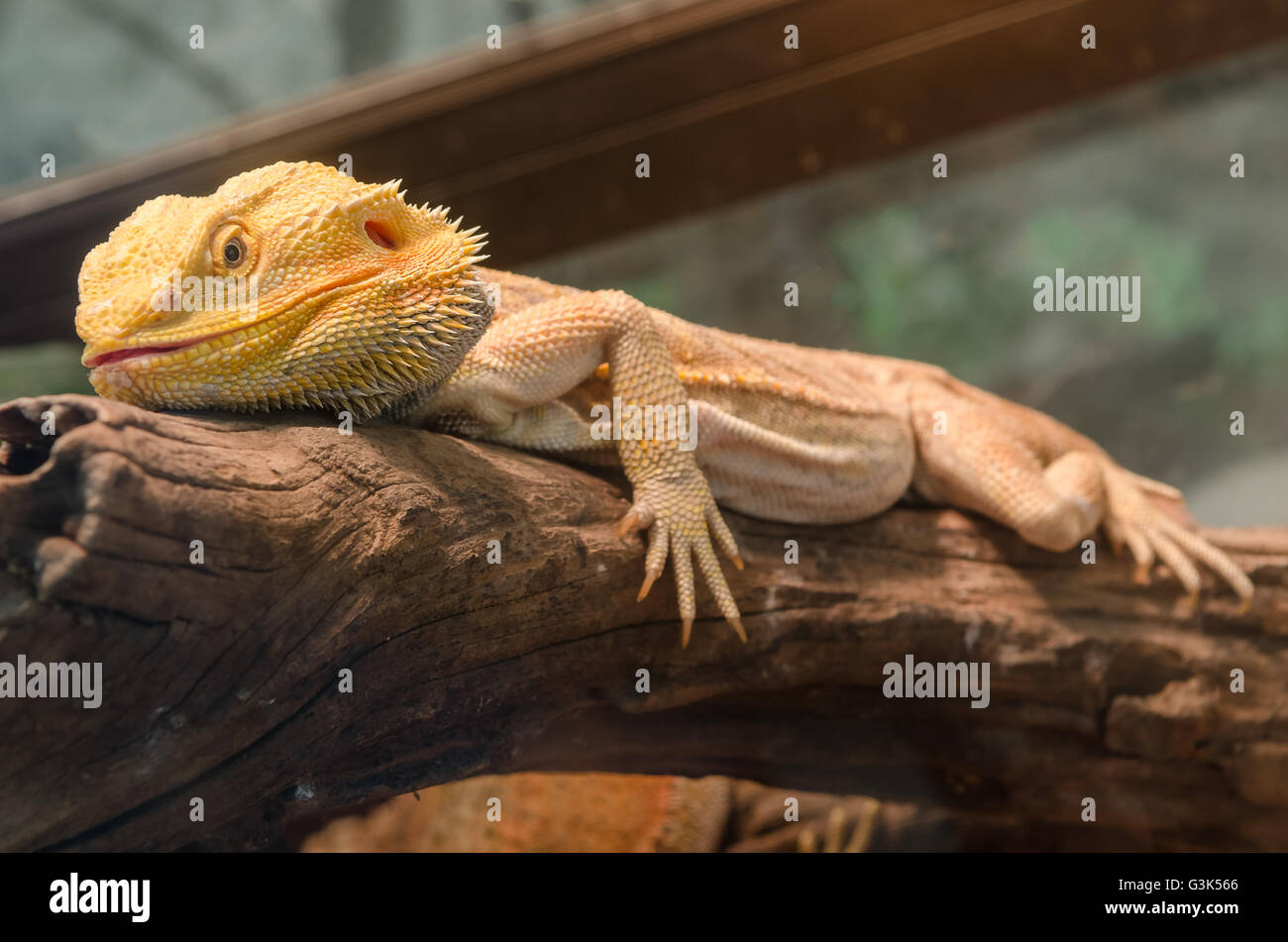 Bearded dragon climbing tree taken hires stock photography and images