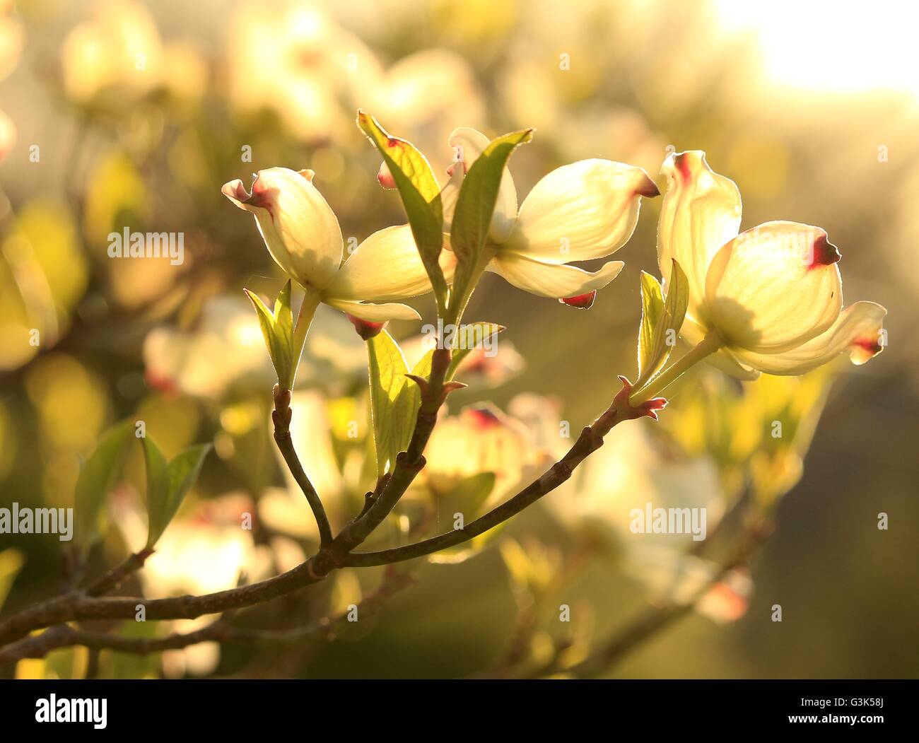 Blooming dogwood flowers lit by the sun; spring in the Midwest Stock Photo