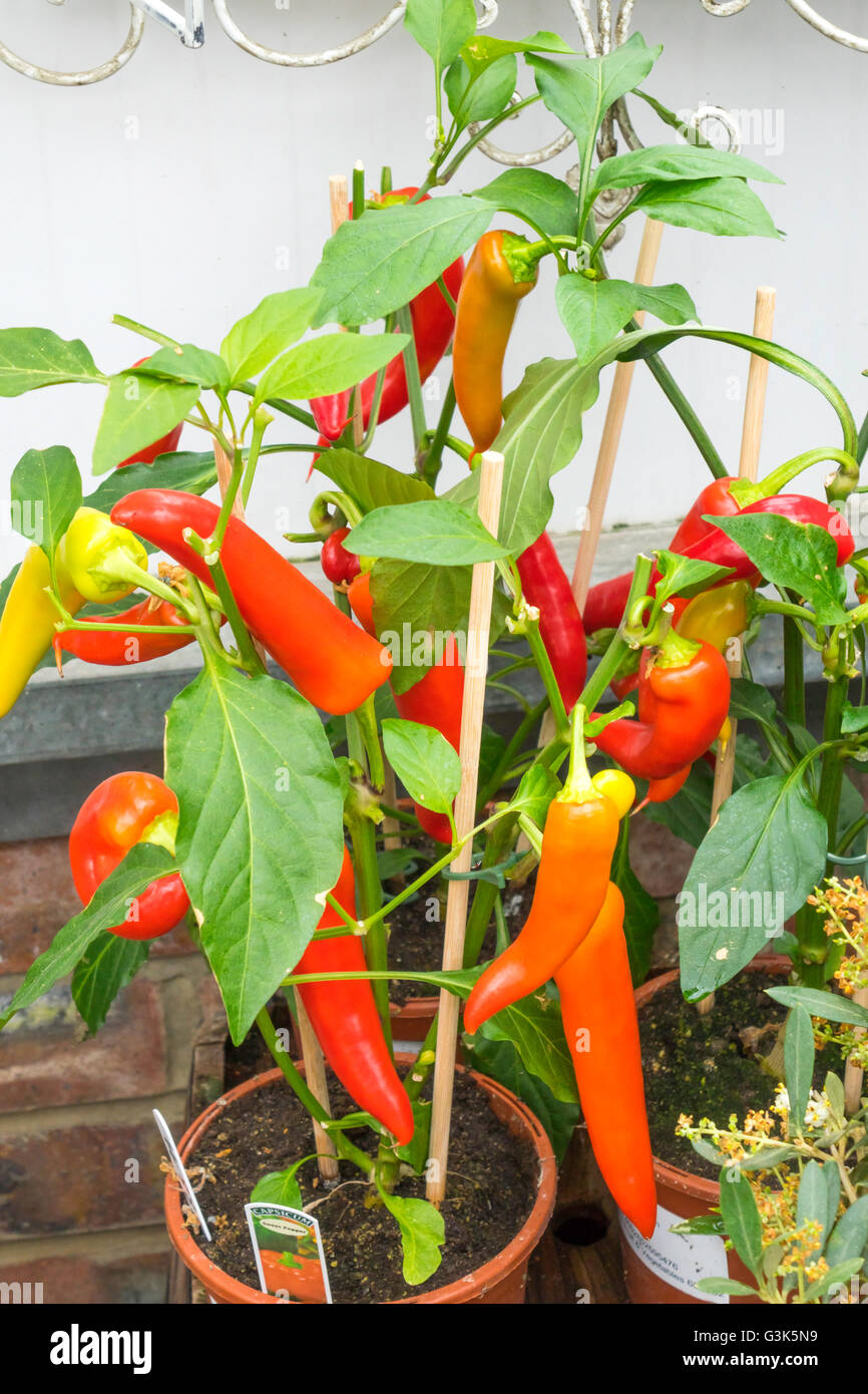 A Capsicum sweet red pepper plant growing in a pot for sale in a garden centre. Stock Photo