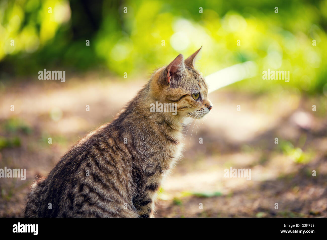 Cat sitting in the garden Stock Photo - Alamy
