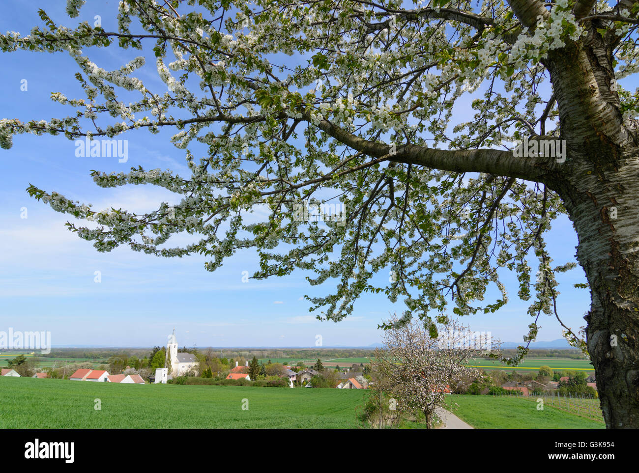 flowering tree overlooking Sierndorf an der March, Austria, Niederösterreich, Lower Austria, Weinviertel, Jedenspeigen Stock Photo