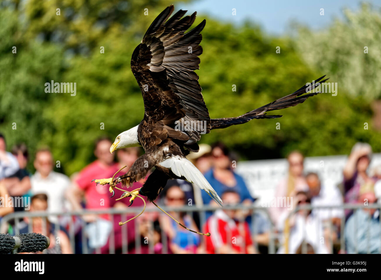 American Bald Eagle Haliaeetus Leucocephalus Stock Photos & American