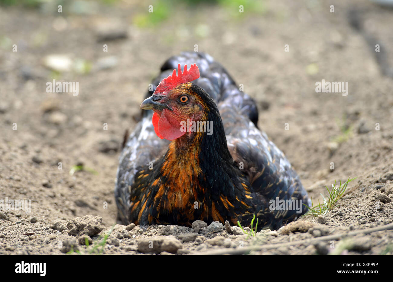 Chicken dust bath Stock Photo