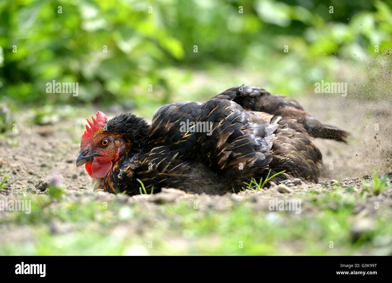 Chicken dust bath Stock Photo