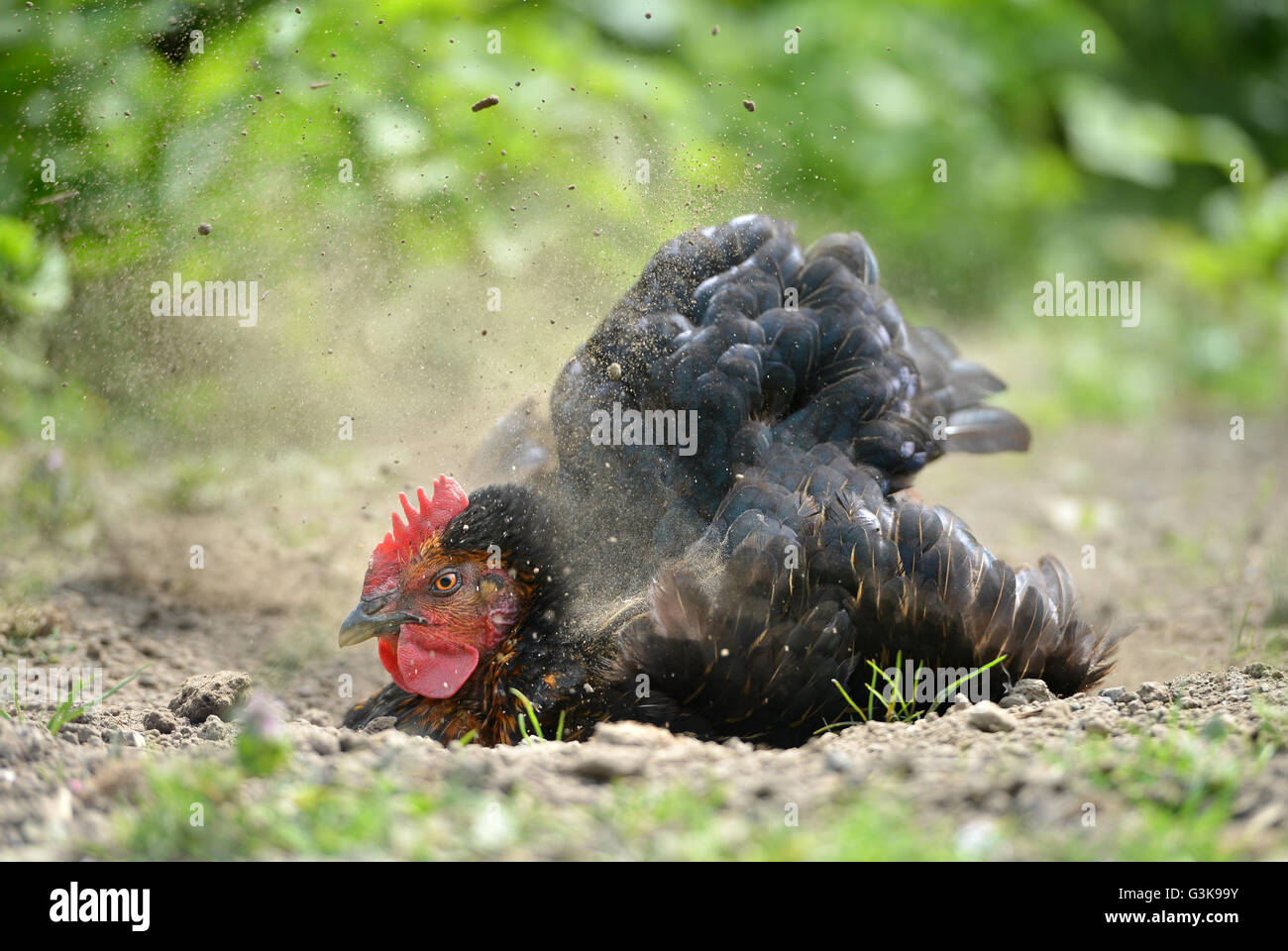 Chicken dust bath Stock Photo