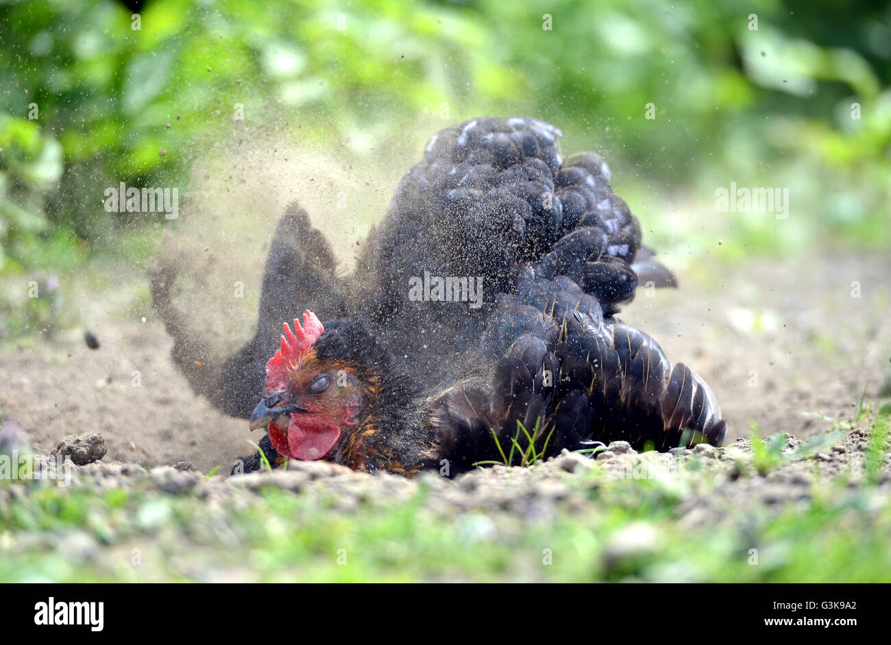 Chicken dust bath Stock Photo