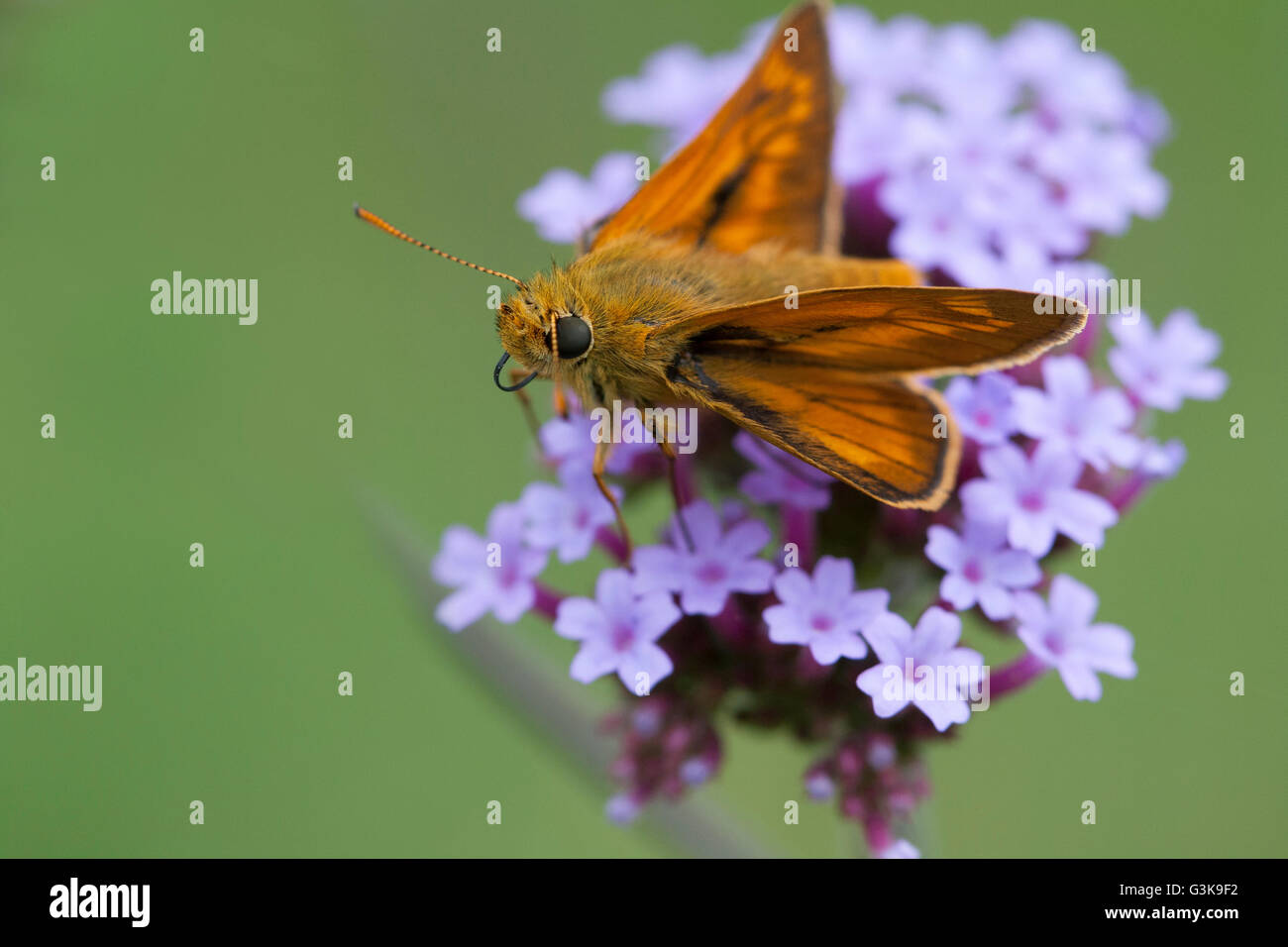 small skipper butterfly Stock Photo