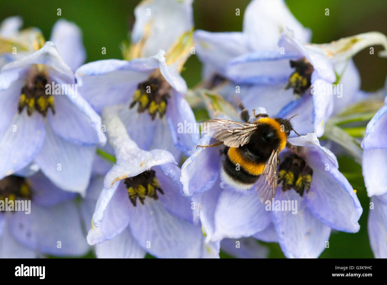 Bumble Bee inside Delphinium flower Stock Photo