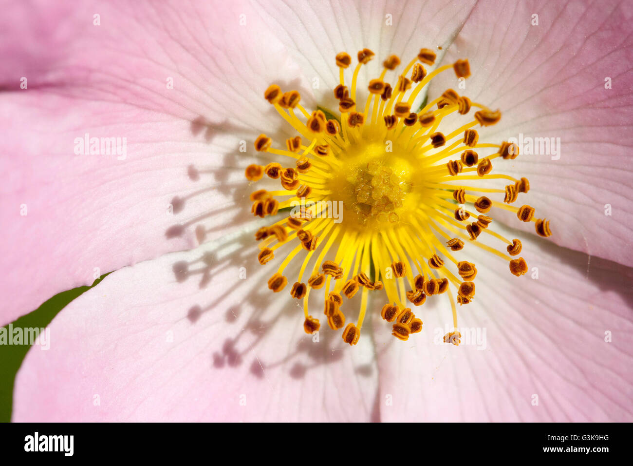 briar rose flower Stock Photo Alamy
