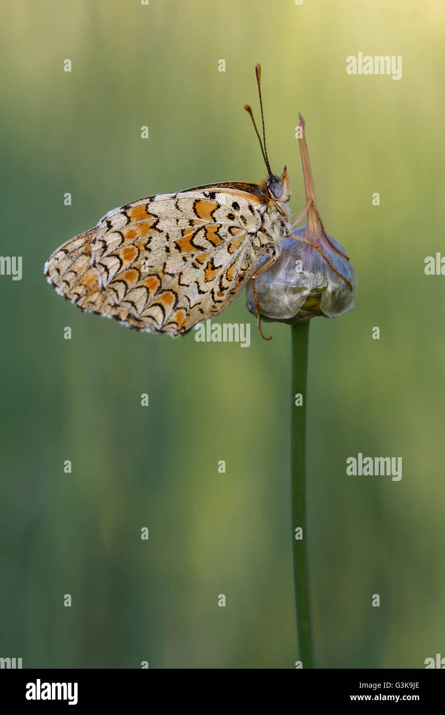 The knapweed fritillary (Melitaea phoebe) perched on a glower of wild leek Stock Photo