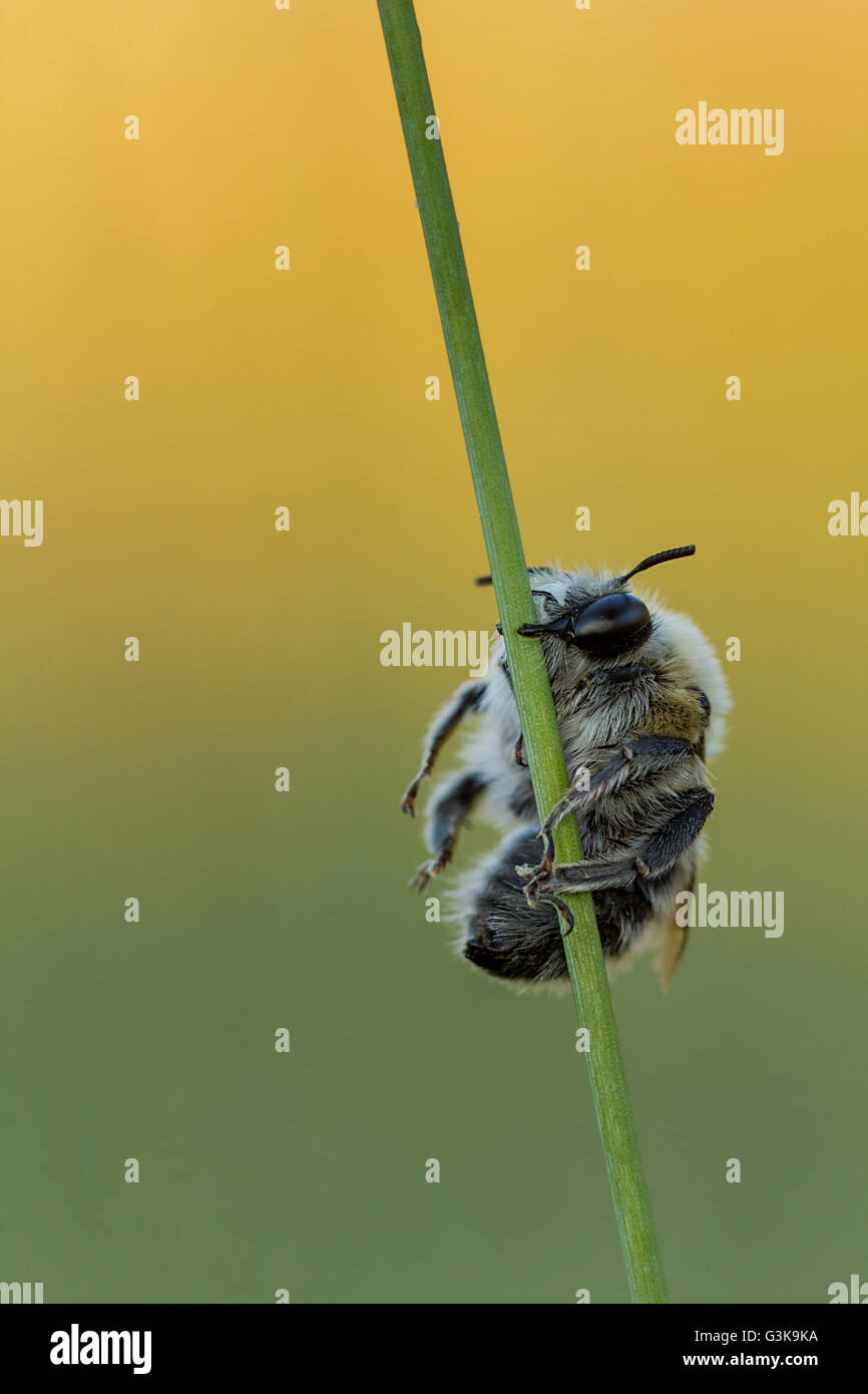 Bee (probably anthophora sp.) sleeping on a twig Stock Photo