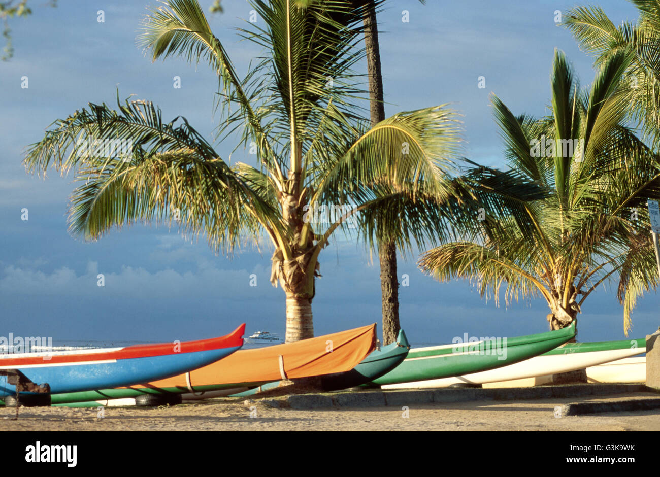 Surf boards palm trees hi-res stock photography and images - Alamy