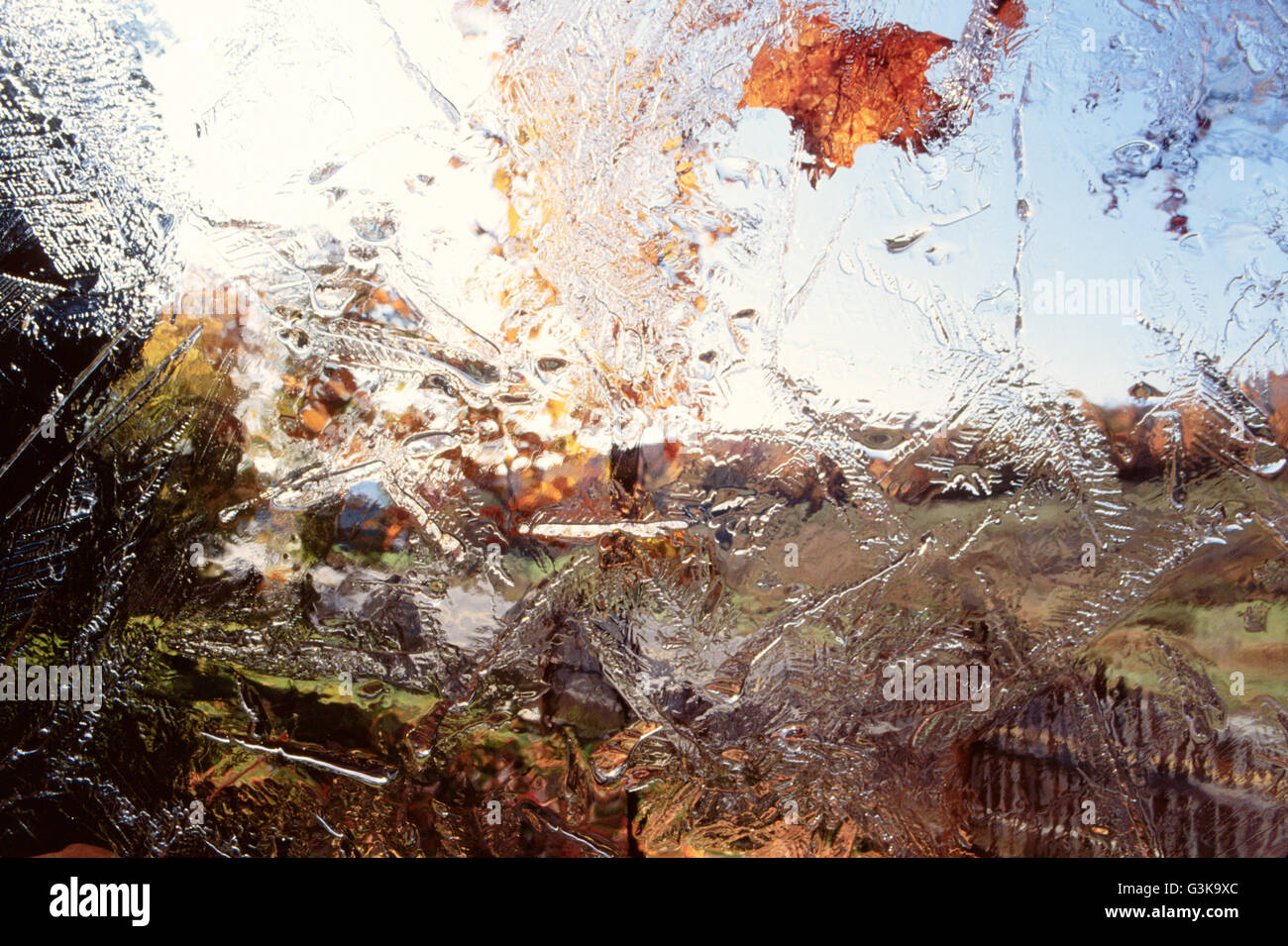 ice sheet with frozen leaf Stock Photo - Alamy