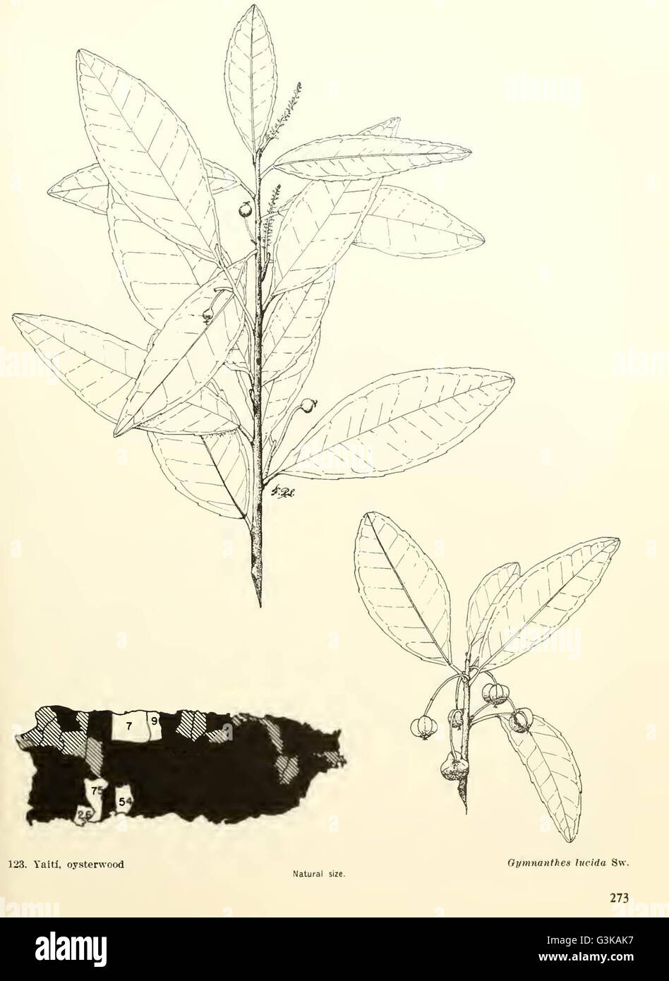 Common trees of Puerto Rico and the Virgin Islands Stock Photo Alamy