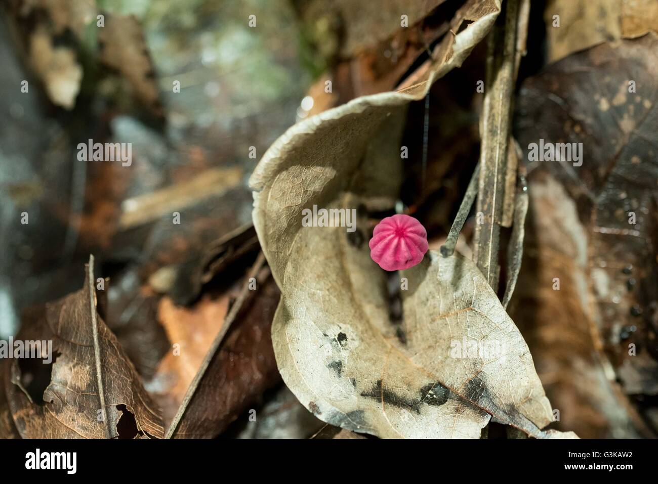 Fungi  Marasmius haematocephalus Hacienda Baru Pink Agarics in Cabo Blanco Nature Reserve in Costa Rica Stock Photo