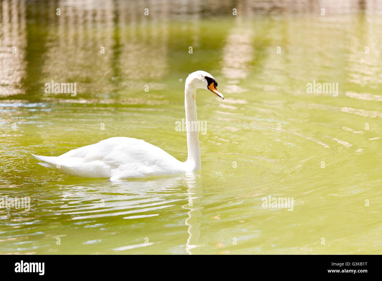 White swan swimming in pond Stock Photo - Alamy