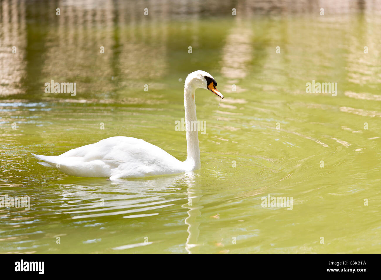 White swan swimming in pond Stock Photo - Alamy