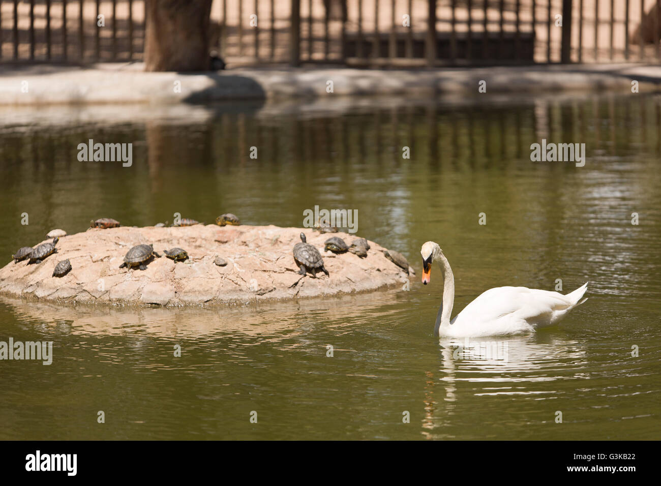 White swan swimming in pond Stock Photo - Alamy
