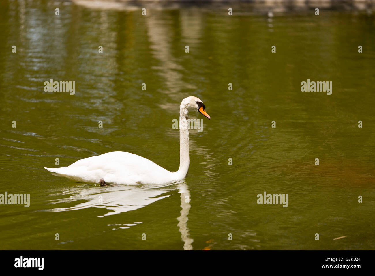 White swan swimming in pond Stock Photo - Alamy