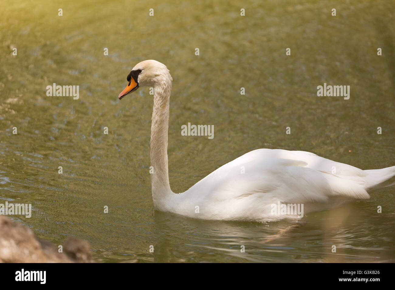 White swan swimming in pond Stock Photo - Alamy