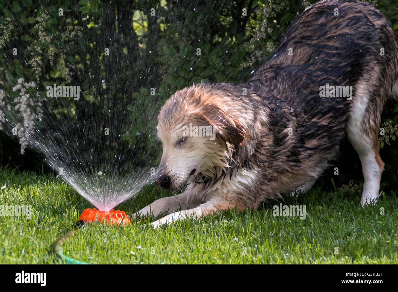 Dog cooling in summer Stock Photo