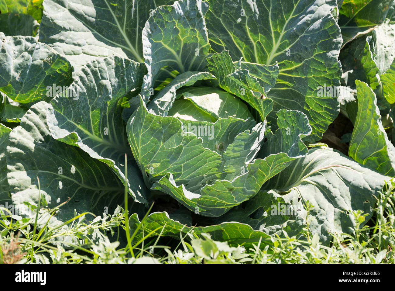 Cabbage growing on a farm Stock Photo Alamy