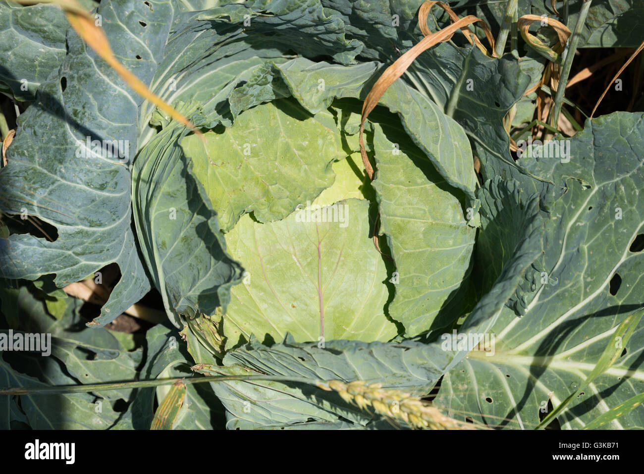 Cabbage growing on a farm Stock Photo Alamy