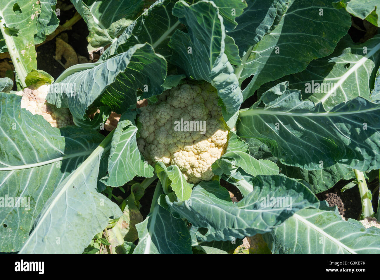 Cauliflower growing on a farm Stock Photo Alamy