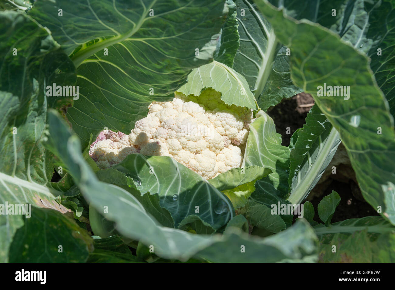 Cauliflower growing on a farm Stock Photo Alamy