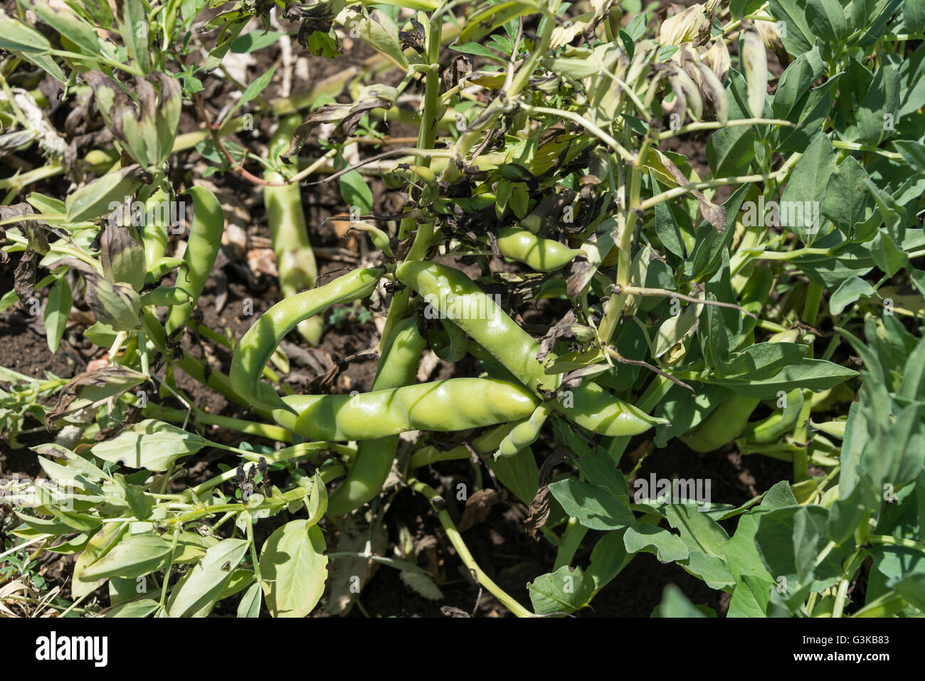 Peas growing in the field Stock Photo Alamy