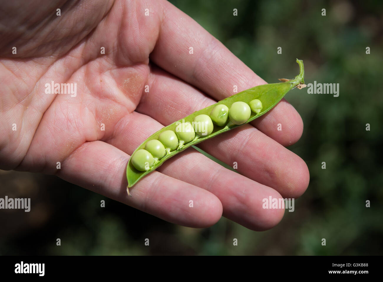 Growing peas hires stock photography and images Alamy