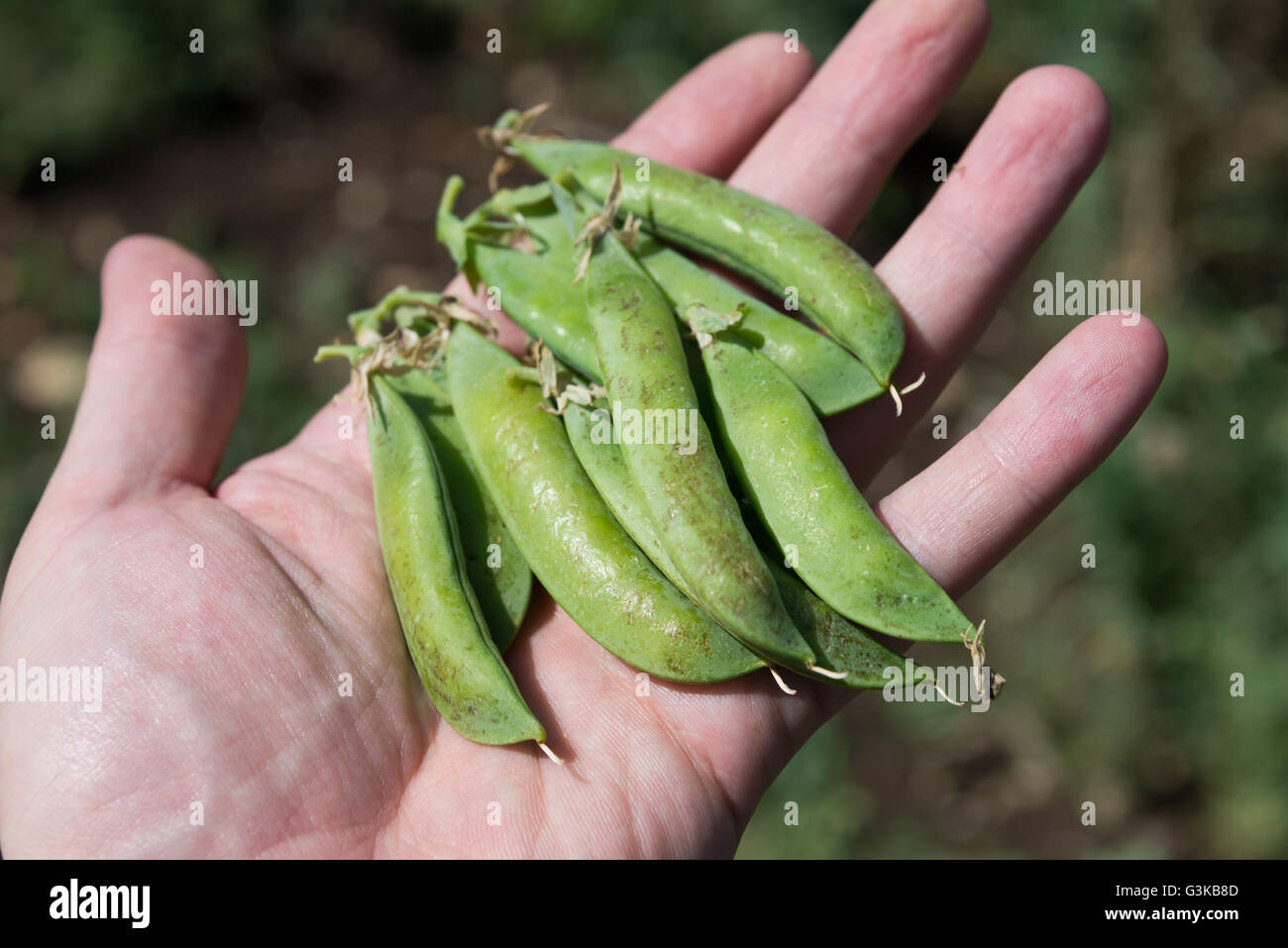Peas growing in the field Stock Photo Alamy