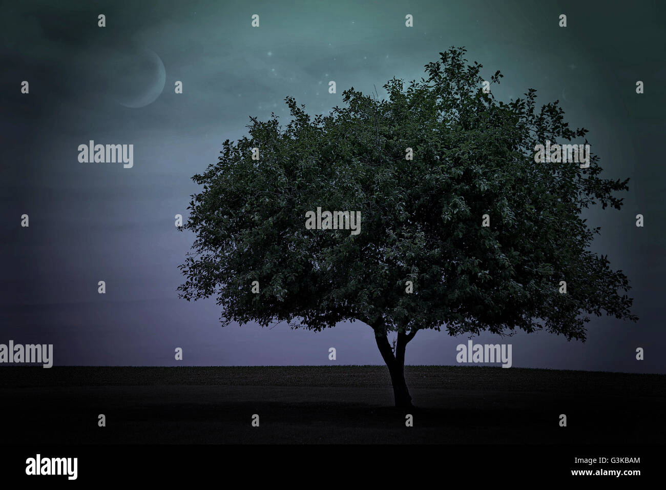 Single tree in Michigan field with moon and stars in twilight sky background. Stock Photo