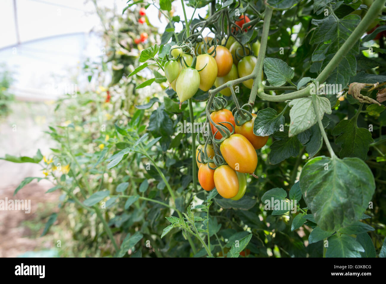 Cherry tomato growing on a plant Stock Photo Alamy