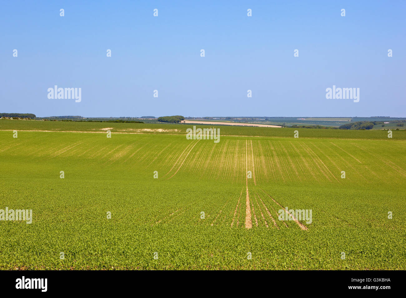 A crop of young pea plants growing on the chalky soil of the Yorkshire wolds in summertime Stock