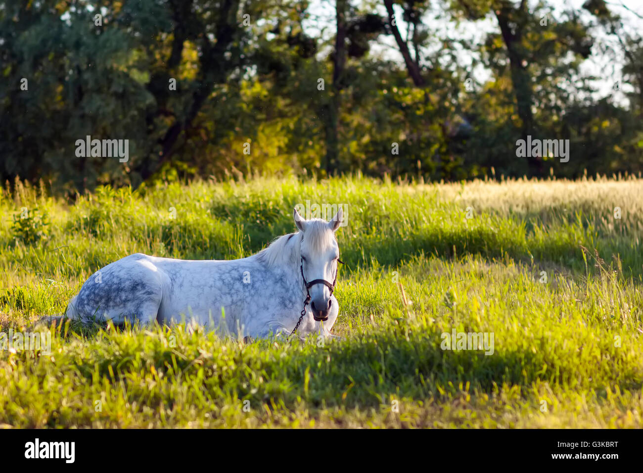 Beautiful white horse lying in green grass Stock Photo - Alamy
