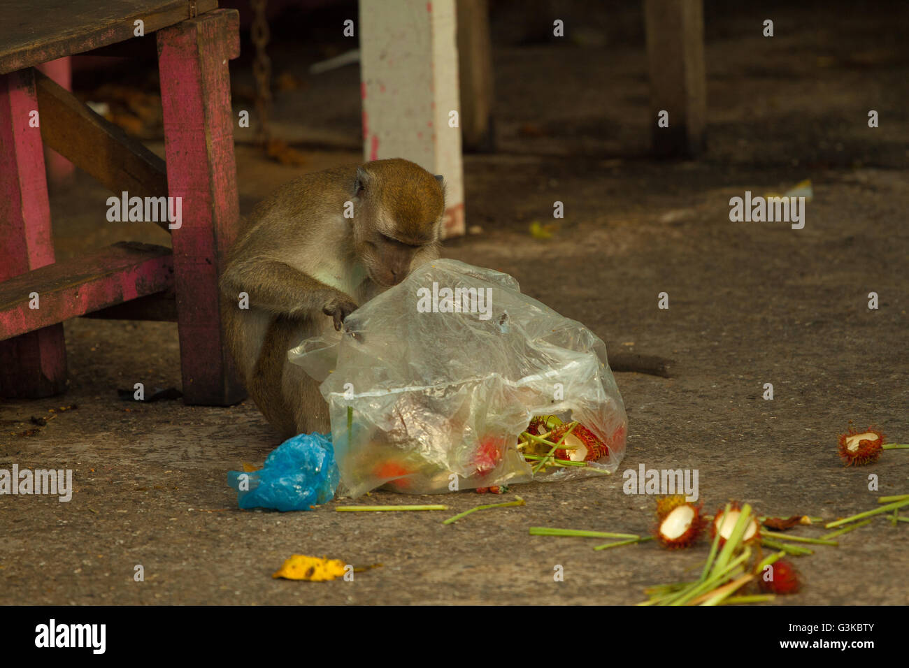 Wildlife monkey is steeling garbage, Brunei Stock Photo