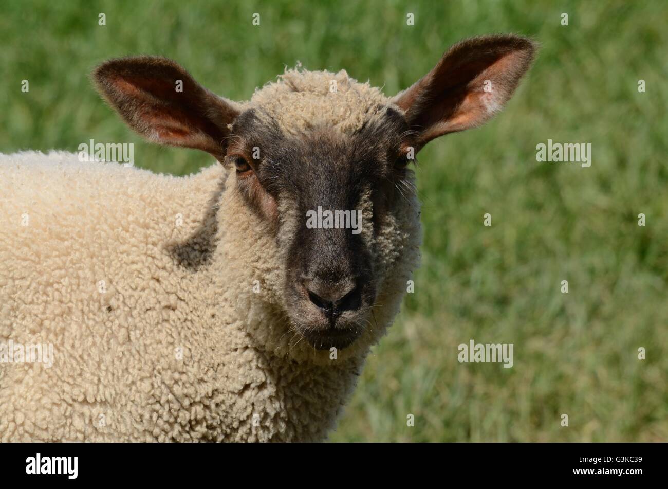 Head shot of a lamb Stock Photo Alamy