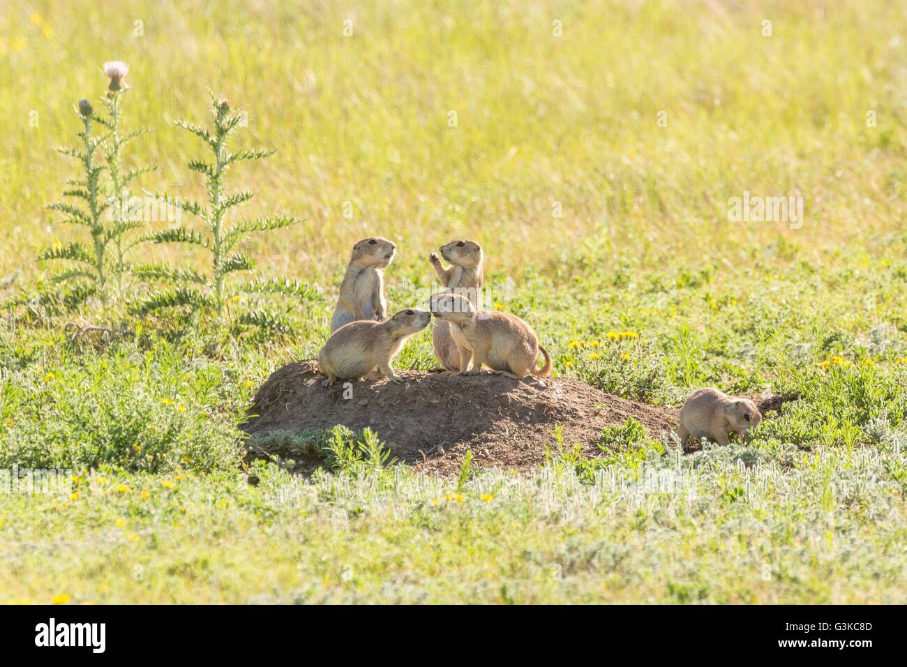 Black Tailed Prairie Dog Arizona Black Tailed Prairie Dog Arizona