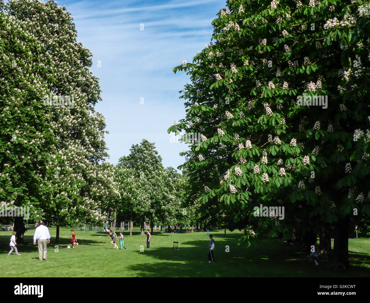 Family playing football in the Prater and flowering chestnut trees