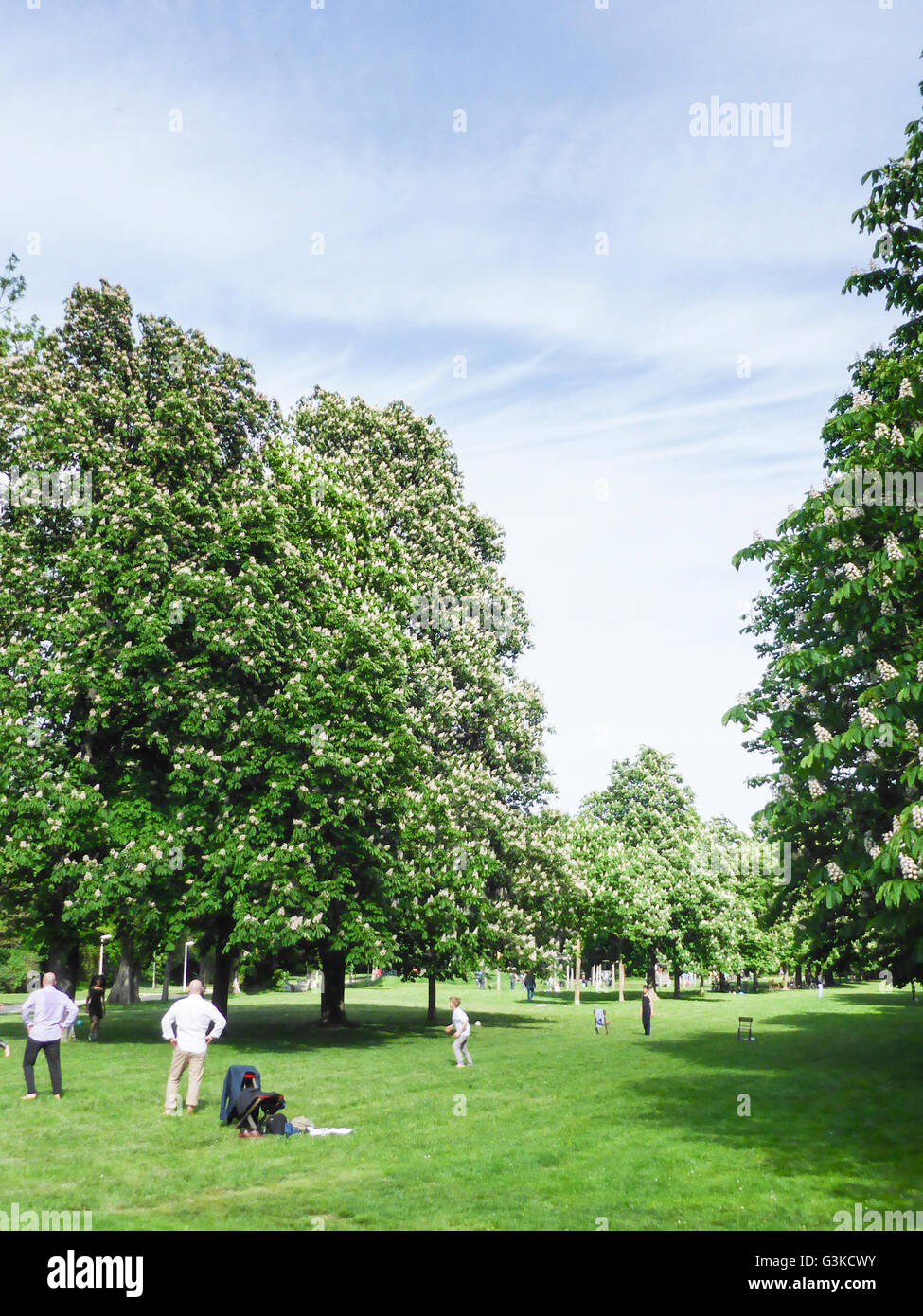 Family playing football in the Prater and flowering chestnut trees