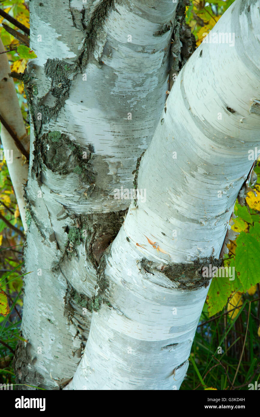 Birch trunk, Rice Lake National Wildlife Refuge, Minnesota Stock Photo ...