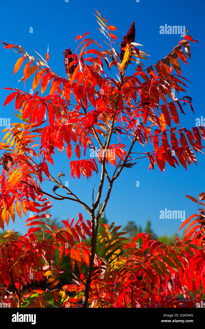 Sumac along Twin Lakes Trail, Rice Lake National Wildlife Refuge