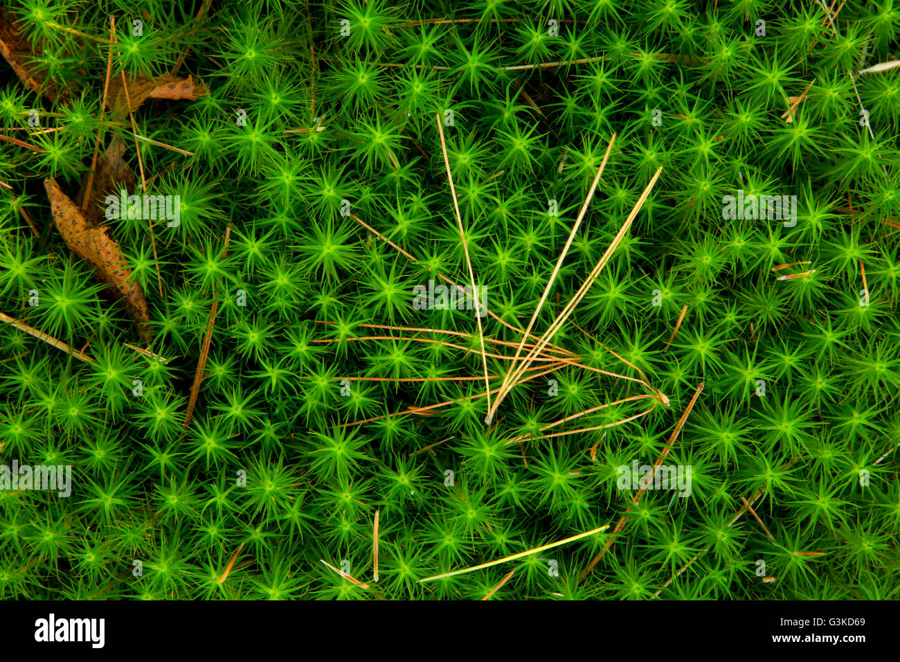 Moss with pine needle, Woodenfrog State Forest Campground, Kabetogama State Forest, Voyageurs National Park, Minnesota Stock Photo