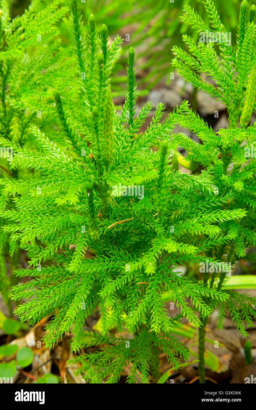 Ground pine along Blind Ash Bay Trail, Voyageurs National Park, Minnesota Stock Photo