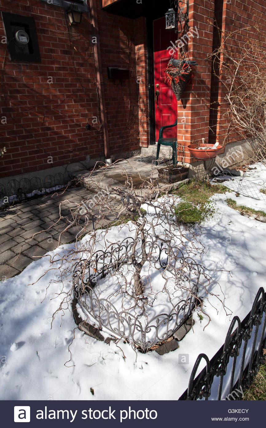 Contorta Red High Resolution Stock Photography and Images - Alamy