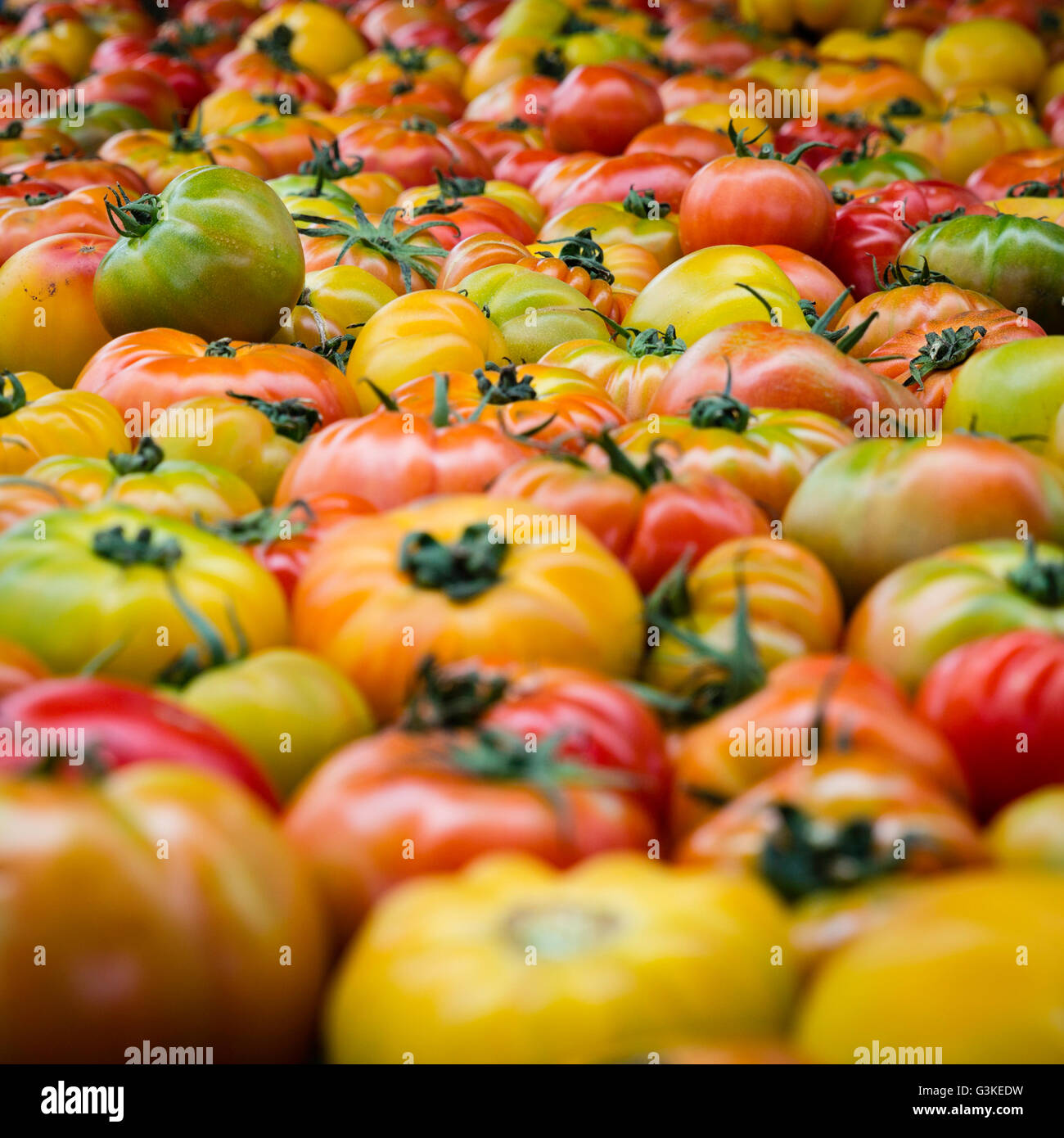 Heirloom tomatos hires stock photography and images Alamy